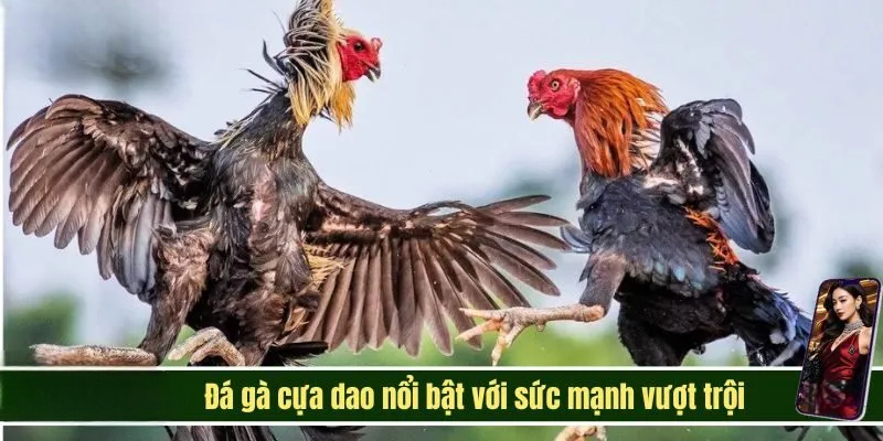 Đá Gà Good88 – Thưởng Thức Không Gian Online Đầy Kịch Tính 